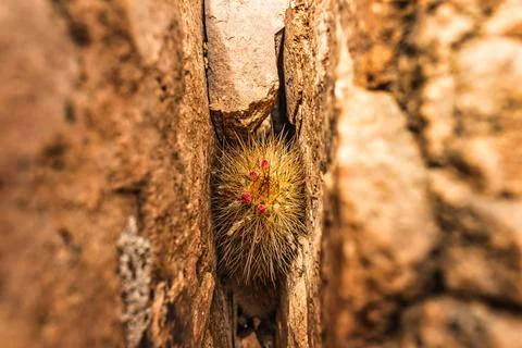 Desert plant growing between two rocks Foto stock
