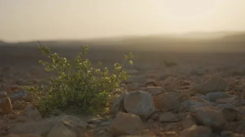 Desert plant moving in the wind as sun is setting behind mountains in background Видео 339074844