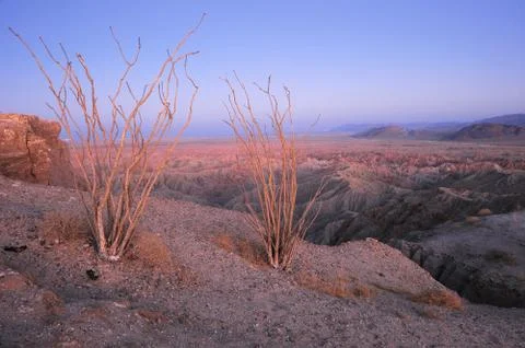 Desert plant Stock Photos