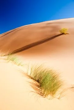 Desert plant Stock Photos