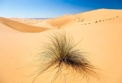 Desert plant Stock Photos