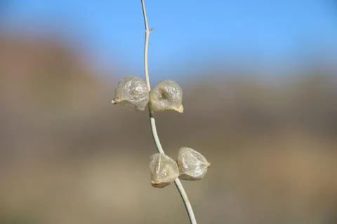 Desert plant Stock Photos