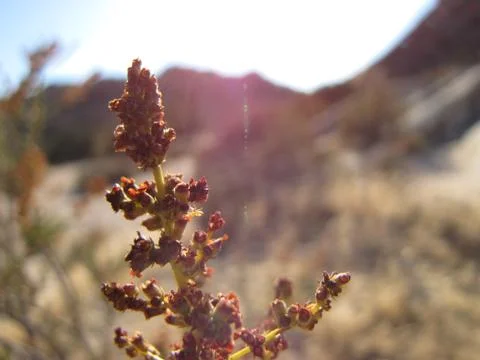 Desert Plant Stock Photos