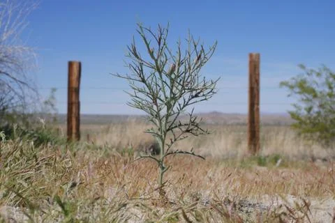 Desert Plant Foto stock