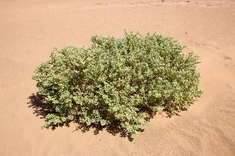 Desert plant Stock Photos