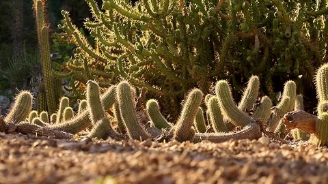 Desert plant, sharp spines of a large cactus Stock Footage 317955389