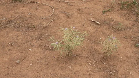 Desert plant shimmers in the wind Stock Footage 40723228