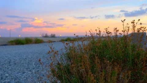 Desert plant at sunset Stock Footage 92285344