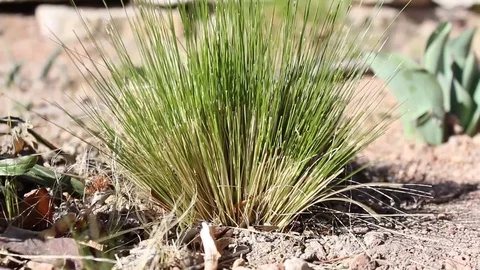 Desert Plantation Video stock 80933327