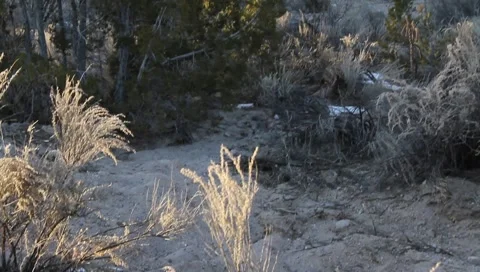 Desert plants 1346 Video stock 1027810