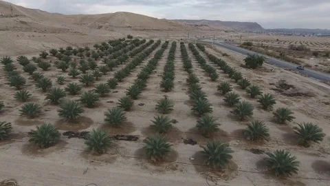 Desert plants Aerial View Stock Footage 71006319