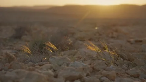 Desert plants blowing in the wind during sunset or sunrise in dry arid terrain 動画素材 330303047