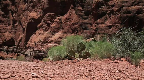 Desert Plants Blowing in the Wind Stock Footage 485650