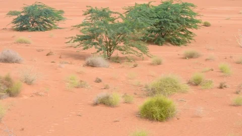Desert plants blowing in the wind at sunset brings out yellow colored sand Stock Footage 119661687