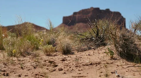 Desert Plants in a Breeze Video stock 33804225