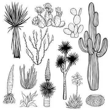 Desert plants, cacti. Stock Illustration
