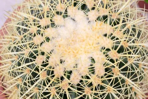 Desert plants Celestial being Stock Photos