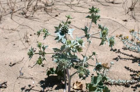 Desert plants closeup Stock Photos