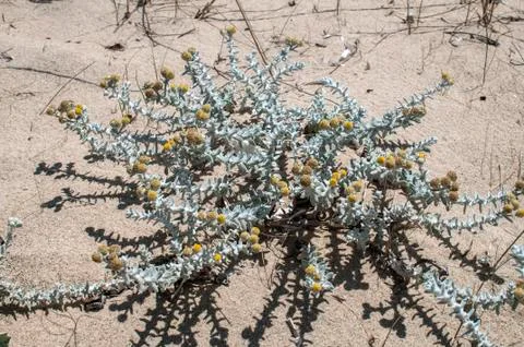 Desert plants closeup Stock Photos