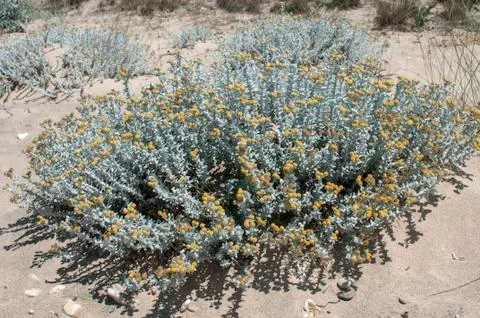 Desert plants closeup Stock Photos