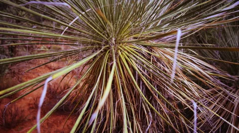 Desert plants Vidéo 45866257