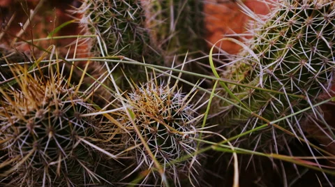Desert plants Stock Footage 45866684