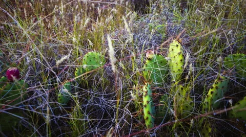 Desert plants 動画素材 45866973