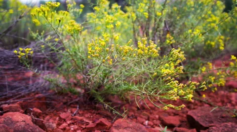Desert plants 動画素材 46230535