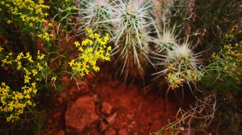Desert plants Vidéo 46230596