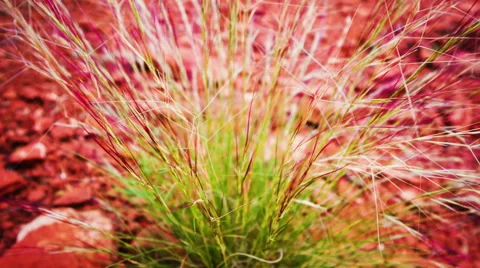 Desert plants Stock Footage 46230734