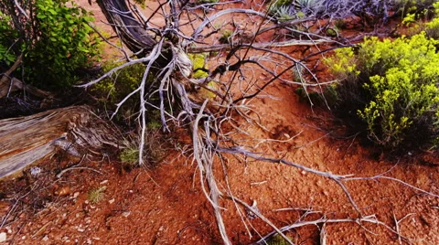 Desert plants Stock Footage 46500574
