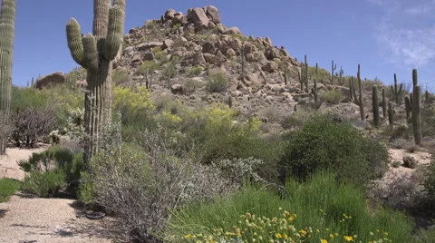 Desert Plants Stock Footage 49774821