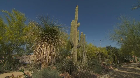 Desert plants Видео 116340524