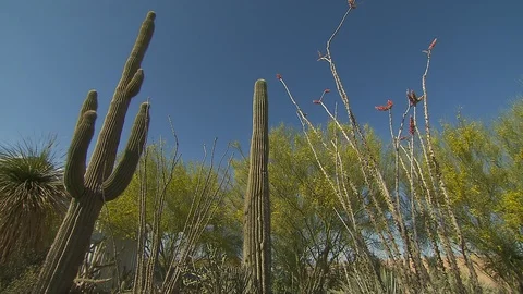 Desert plants Видео 116340562