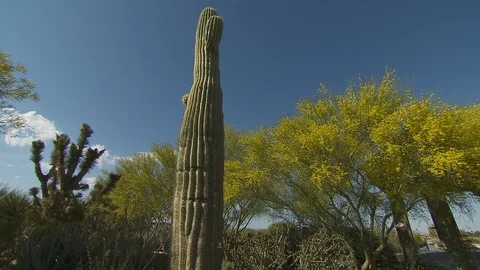 Desert plants Видео 116340575