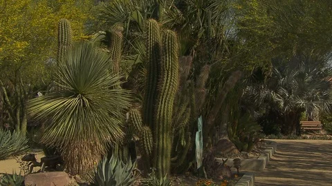 Desert plants Видео 116340613