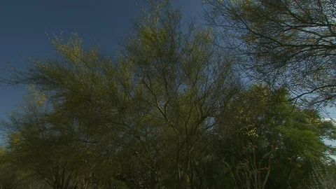 Desert plants Видео 116340701