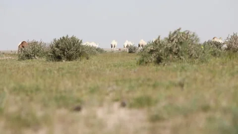 Desert Plants Stock Footage 167602957