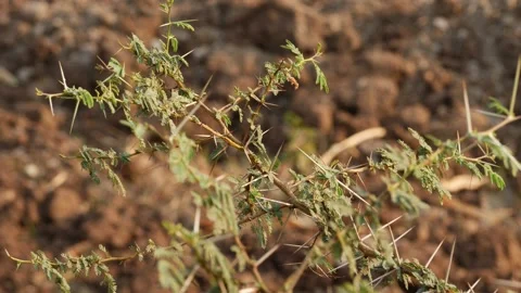 Desert plants with green leaves and big spines Video stock 150734603