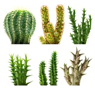 Desert plants isolated Stock Photos