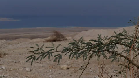 Desert plants Jordan Stock Footage 230106693