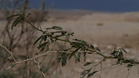 Desert plants Jordan Stock Footage 230106741