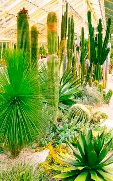 Desert plants Foto stock