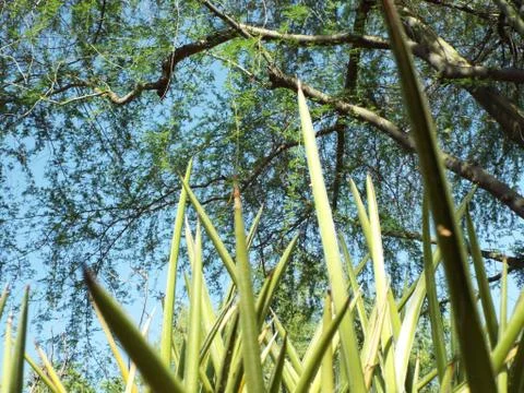 Desert plants Foto stock