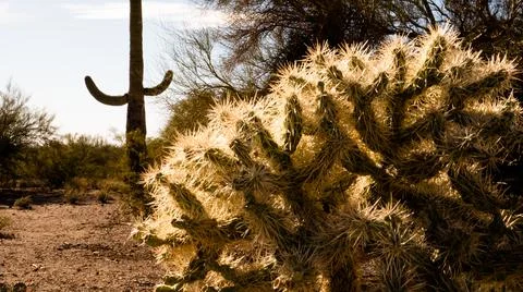Desert Plants Foto stock