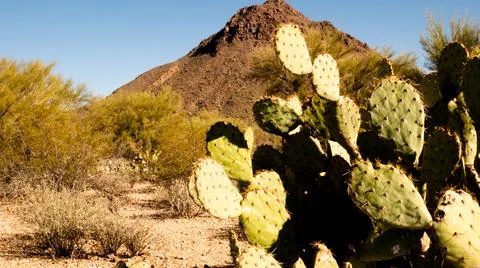 Desert Plants Foto stock