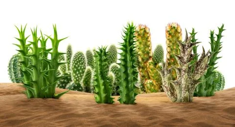 Desert plants on sand Stock Photos