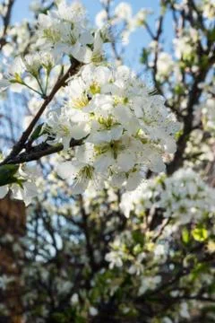 A desert Plum Tree blooming in the spring. Stock Photos