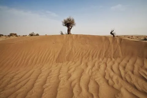 Desert poplar-Populus euphratica trees-sand dune-Takalamakan Desert-CN 0314 Stock Photos