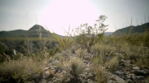 Desert POV ground-level in exotic desert habitat, 4k Stock Footage 149020248